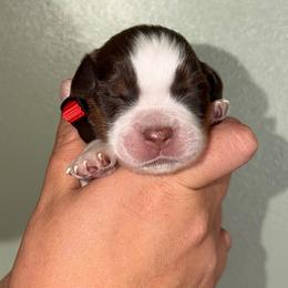 Captain - Liver white and tan male English Springer Spaniel puppy in Williston, Florida from Parks Paradise Springers