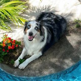 Jessie Ann - Miniature Australian Shepherd