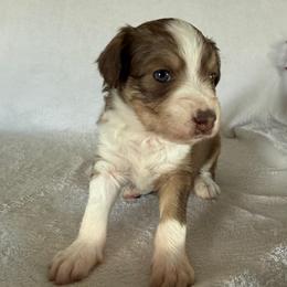 Judy - Sable female Aussiedoodle puppy in Centerburg, Ohio from A Dose Of Doodle