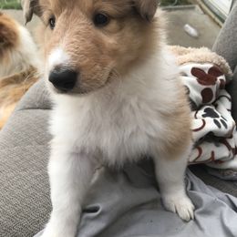 Collie Puppies from Gem Stone Collies