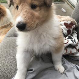 Collie Puppies from Gem Stone Collies