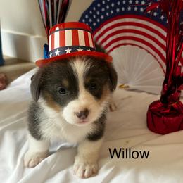 Willow - Blue female Pembroke Welsh Corgi puppy in Montgomery County, Tennessee from Anita’s little Corgi Haven