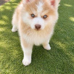 Ron - Red and white male Pomsky puppy in Winston, Oregon from Arctic Tails Spitz