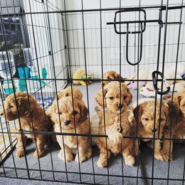 Cavapoo Puppies from Prince Pups
