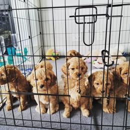 Cavapoo Puppies from Prince Pups