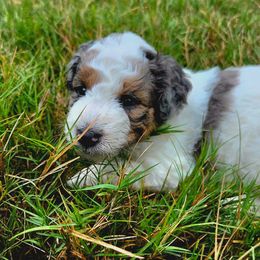Aussiedoodle Puppies from Dogwood Family Doodles