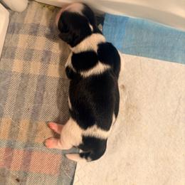 Danielle - Black and white female Shih Tzu puppy in Hemet, California from Aloha Shih Tzu