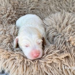 EmmyLou - Caramel ice female Australian Labradoodle puppy in Wamego, Kansas from Doodles of Oz