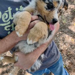 Australian Shepherd Puppies from Southern Boy Blues Aussies