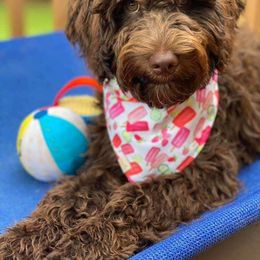 Goldendoodle Puppies from Old Home Place Doodles