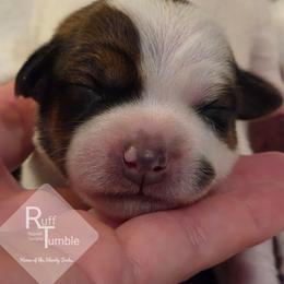 Aster - White and tan female Russell Terrier puppy in Harvel, Illinois from Ruff and Tumble Russell Terriers