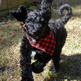 Goldendoodle Puppies from Lesia's Goldendoodles