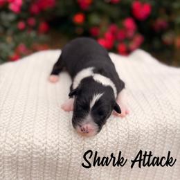 Shark Attack - Black tri-color male Australian Shepherd puppy in Jena, Louisiana from Diamond 5 Aussies