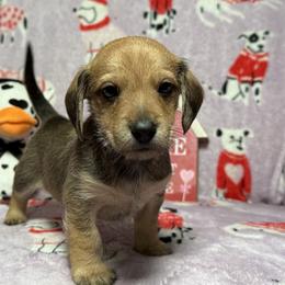 Wally - Wild  boar and tan male Dachshund puppy in Lynn, Indiana from 4 seasons