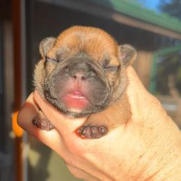 Arabelle - Fawn female French Bulldog puppy in Redway, California from Lost Coast French Bulldogs