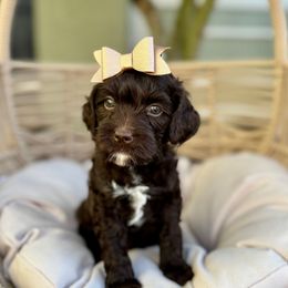 Cottontail - Chocolate female Australian Labradoodle puppy in Morgan Hill, California from Loving Labradoodle