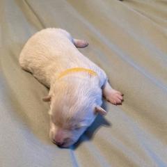 Sissy - White female American Eskimo Dog puppy in Westwego, Louisiana from Connie's American Eskimo Dogs and Mini Australian Shepherd Dogs