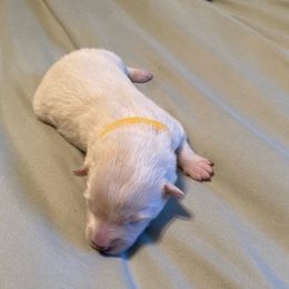 Sissy - White female American Eskimo Dog puppy in Westwego, Louisiana from Connie's American Eskimo Dogs and Mini Australian Shepherd Dogs