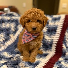 Teddy 2 - Gold male Labradoodle puppy in Churchill County Fallon, Nevada from Card Family Ranch