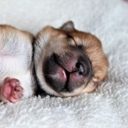 Adella - Red Shiba Inu puppy in Indiana from Wind Dancer's Shibas