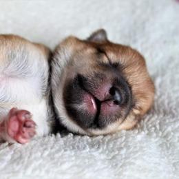 Adella - Red Shiba Inu puppy in Indiana from Wind Dancer's Shibas
