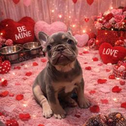 Buttercup - Tricolors female French Bulldog puppy in Windsor, Colorado from NOCO French Bulldogs