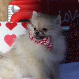 Mateo - Cream male Pomeranian puppy in Woodbine, Georgia from Bowdachs Cream Pies