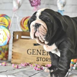 Bulldog Puppies from Dampier Bulldogs Mo