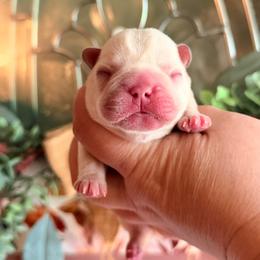Whiskey - Cream male French Bulldog puppy in Washington, Pennsylvania from Crooked Pine French Bulldogs