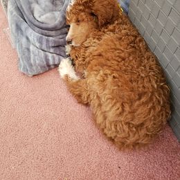 Aussiedoodle, Bernedoodle, and Poodle Puppies from Color Country Doodles