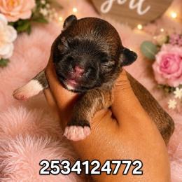 Dazzles - Chocolate sabled fawn female Chihuahua puppy in Parkland, Washington from Best pets