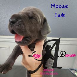 Boy 2 - Blue male Great Dane puppy in Longview, Texas from Lazy A Danes