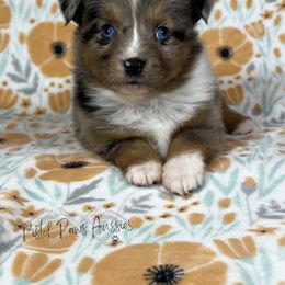 Miniature Australian Shepherd and Toy Australian Shepherd Puppies from Pistol Paws Aussies