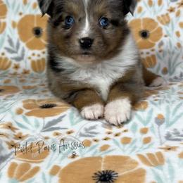 Miniature Australian Shepherd and Toy Australian Shepherd Puppies from Pistol Paws Aussies
