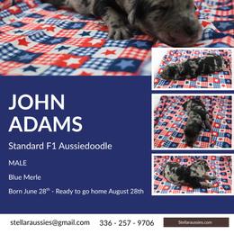 John Adams - Blue merle male Aussiedoodle puppy in Asheboro, North Carolina from Stellar Aussies
