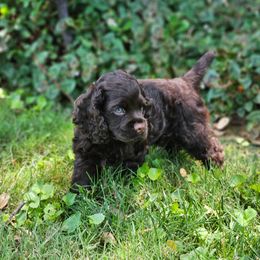 Cocker Spaniel Puppies from Cocker Paradise