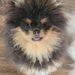 Major (upcoming) - Pomeranian