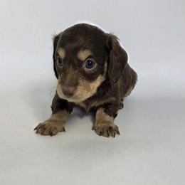 Psalm - Chocolate and cream male Dachshund puppy in Dinwiddie, Virginia from White Oak Kennels