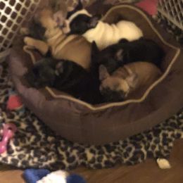 French Bulldog Puppies from Color Me Pied Frenchies