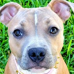 Nike - Staffordshire Bull Terrier