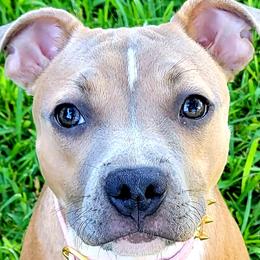 Nike - Staffordshire Bull Terrier