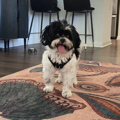 Russian Tsvetnaya Bolonka Puppies from Bolonka Treasures