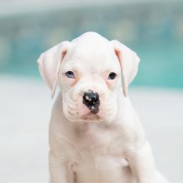 Pearl - White female Boxer puppy in Georgia from Stephanie’s Boxers