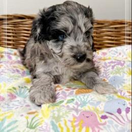 Girl 4 Aussie Doodle - Blue merle female Miniature Australian Shepherd puppy in Pensacola, Florida from TNT MINI AUSSIES