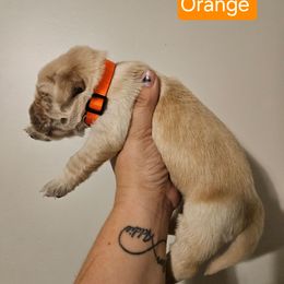 Girl 7 - Golden female Golden Retriever puppy in Hamilton, Mississippi from Keller's Retrievers