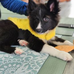Garth - male Nenets Herding Laika puppy in Rockwell, Texas from Tundra Fox laikas
