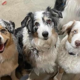 Australian Shepherds from Misty Feather Aussies