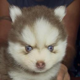 Rusty - Red and white male Pomsky puppy in Spring Hill, Florida from PDQ Pomskies
