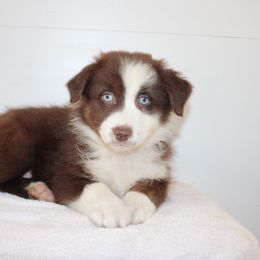 Daphne - Red tri-color female Australian Shepherd puppy in Honey Brook, Pennsylvania from New Adventures Puppies