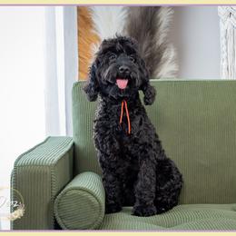 Major - Black male Cockapoo puppy in Connersville, Indiana from Deaz Doodle Ranch